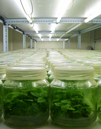 Cuartos de cultivo